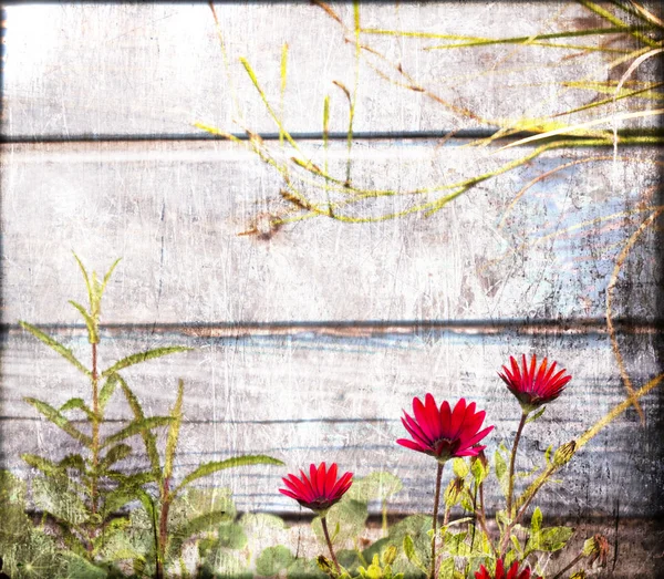 Rode bloemen op een achtergrond van houten muur — Stockfoto