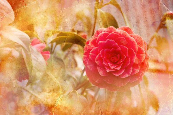 Camelia 's — Stockfoto