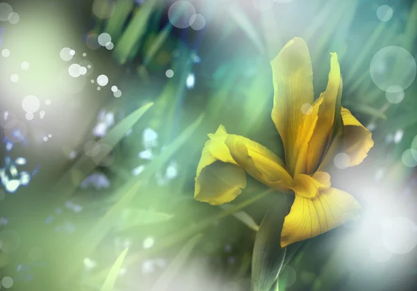 Bunga Iris kuning pada latar belakang biru-hijau — Stok Foto