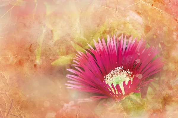 Delosperma - pembe etli çiçek — Stok fotoğraf