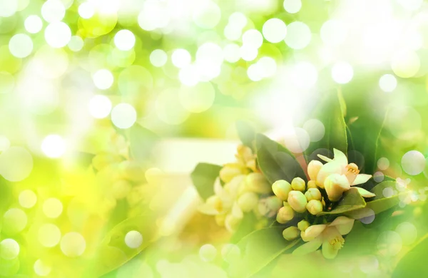 美しい春の開花オレンジ ツリー — ストック写真