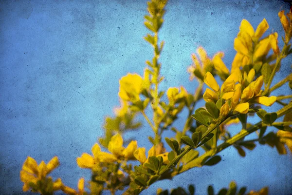 Gele bloem achtergrond — Stockfoto