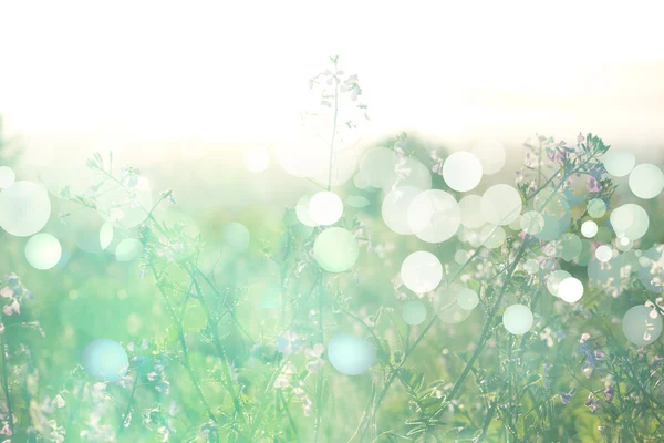 Bloemen op de weide. zomer achtergrond — Stockfoto