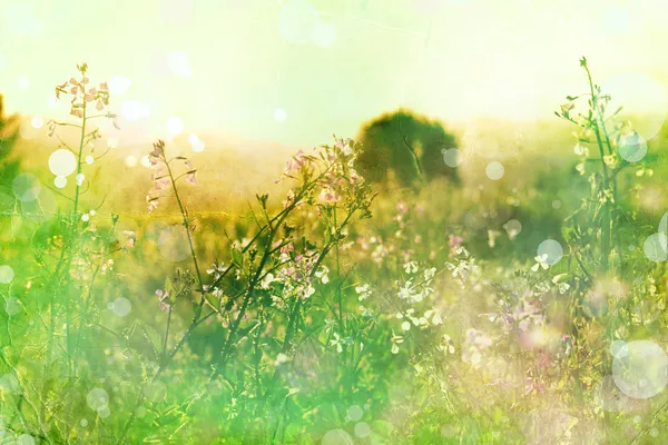 Bloemen op de weide. zomer achtergrond — Stockfoto