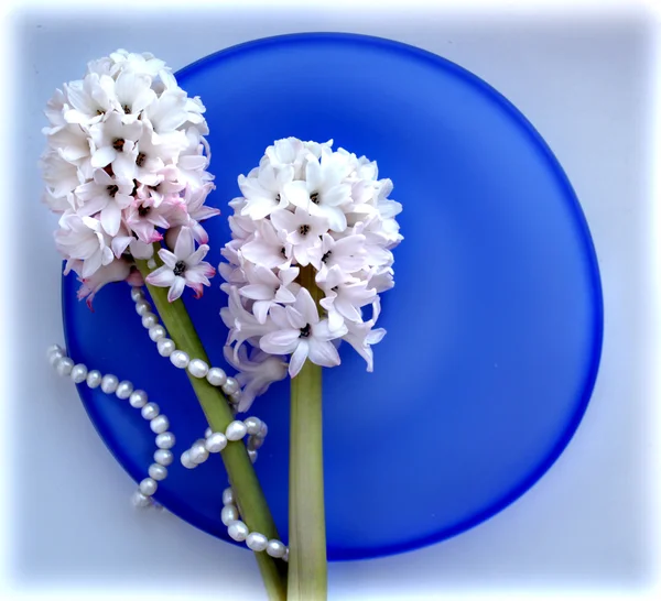 Два гиацинтовых цветка с жемчужными бусами на голубой стеклянной тарелке — стоковое фото