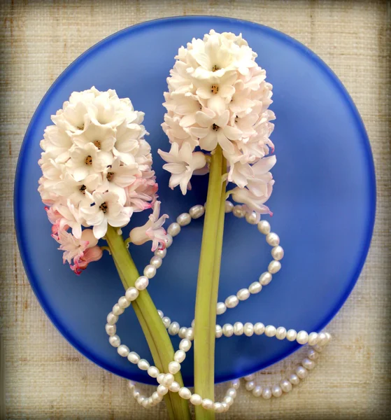 Due fiori di giacinto con perline di perle su lastra di vetro blu — Foto Stock