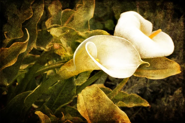 Fiore di Calla — Foto Stock