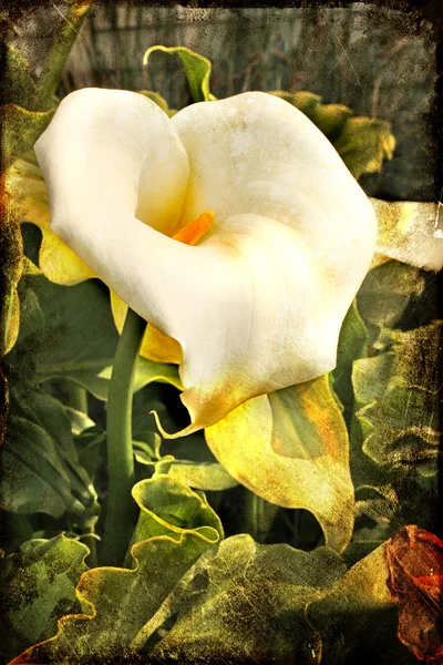 Calla bloem — Stockfoto