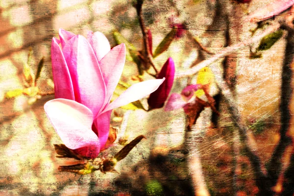 Kwiaty magnolii — Zdjęcie stockowe