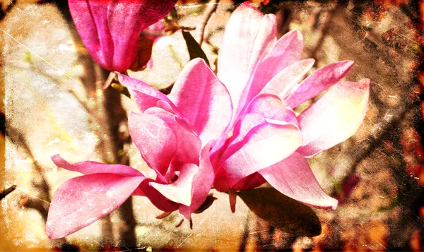 Magnolia flowers — Stock Photo, Image