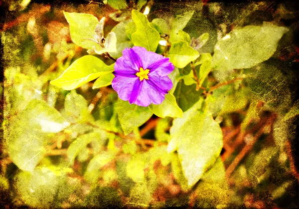 Fondo primavera con fiori viola — Foto Stock