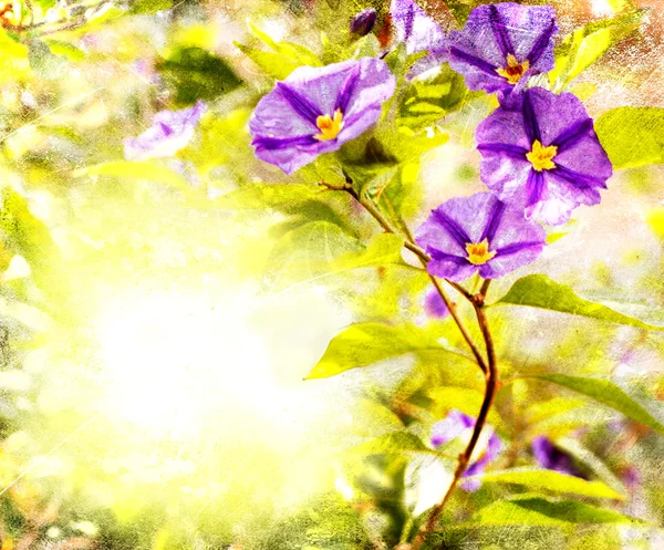 紫色の花と春の背景 — ストック写真