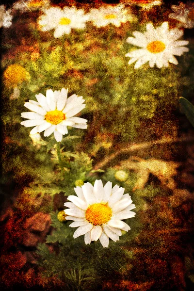 Field of daisy flowers — Stock Photo, Image