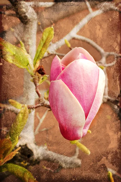 モクレンの花 — ストック写真