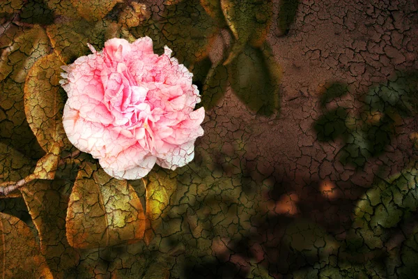 Camellia — Stok Foto