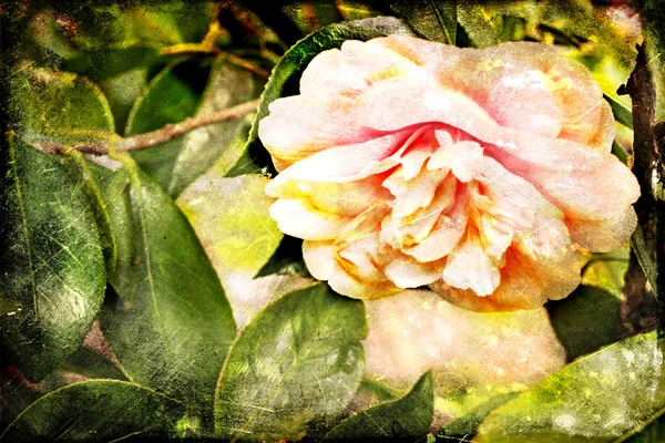 Camelia — Foto Stock