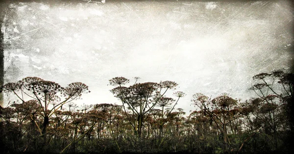 Dry Fennel flowers silhouette on a sky background in grunge and retro style. — Stock Photo, Image