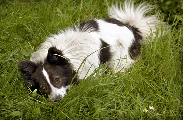 Weißer und schwarzer Hund frisst einen Knochen auf Gras — Stockfoto