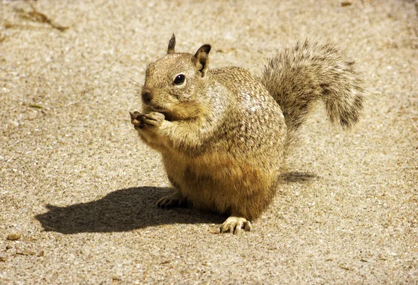 Young gray squirrel eating a nut — Stock Photo, Image