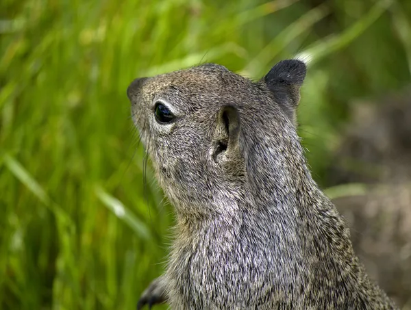 Young gray squirrel — Stock Photo, Image