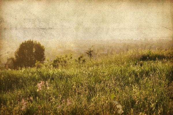 Fond naturel vintage, Champ ensoleillé, une forêt. Fleurs sur une prairie — Photo