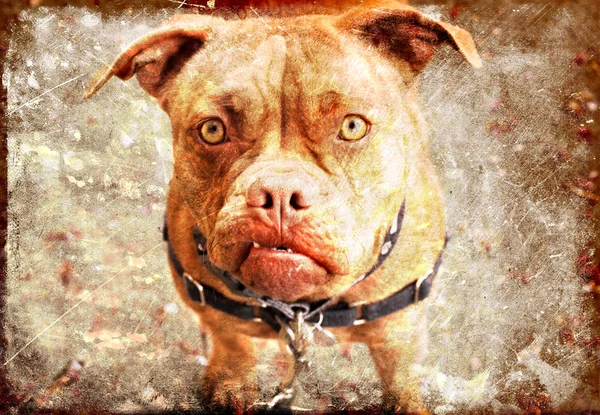 Retrato de mastim de cachorro. Um cão amigável Pit Bull procurando — Fotografia de Stock