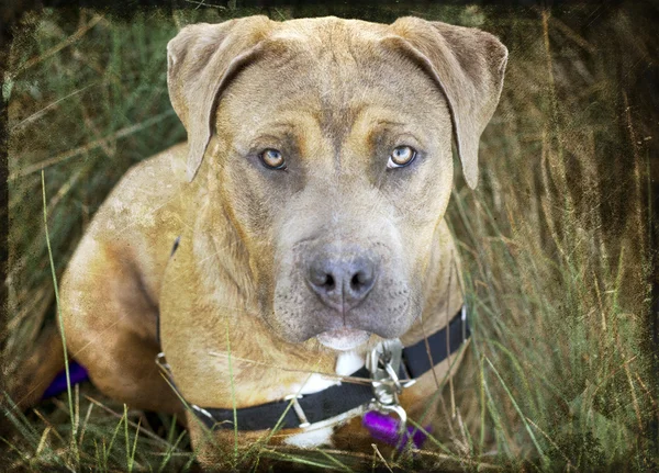 Portrait of Puppy mastiff. A friendly looking Pit Bull dog — Stock Photo, Image