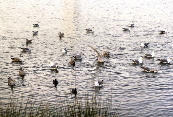 Many ducks, seagulls swim on the water. Feeding time — Stock Photo, Image