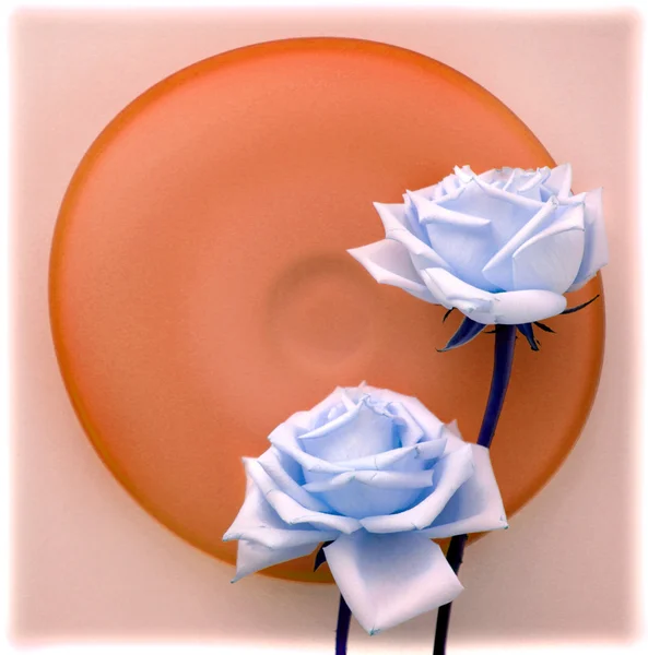 Duas rosas azuis na placa de vidro vermelho — Fotografia de Stock