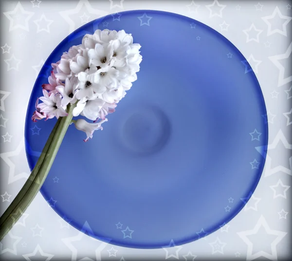 Два гиацинтовых цветка на голубой стеклянной тарелке — стоковое фото