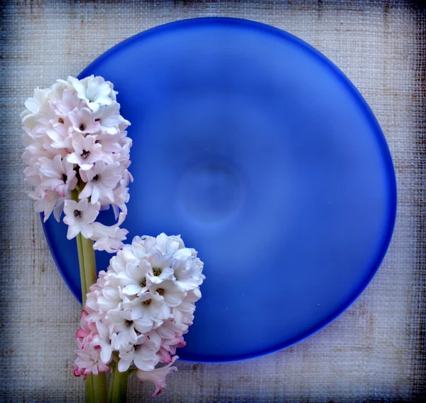 Dos flores de jacinto en placa de vidrio azul — Foto de Stock