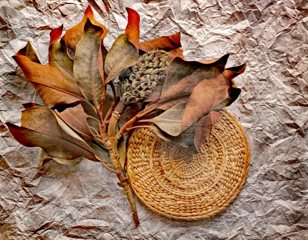 Ramo secco dell'albero di Magnolia — Foto Stock