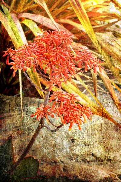 Blooming Agave against the rock. Succulent is blooming a large red flower — Stock Photo, Image