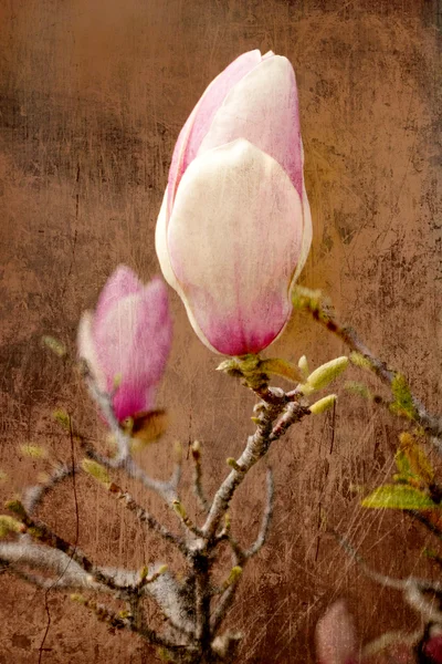 Magnolia fleurs — Photo