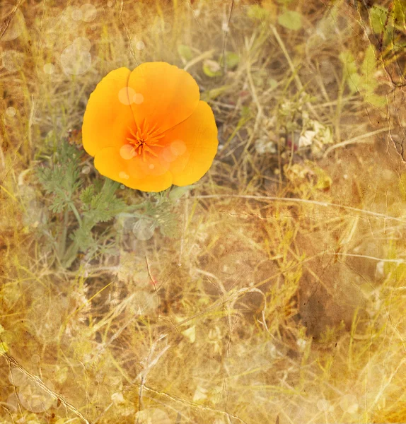 在 meadow.eschscholzia 夜蛾橙色罂粟花朵 — 图库照片