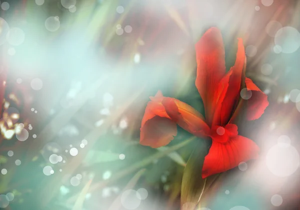 Το λουλούδι Ίρις κόκκινο σε μπλε-πράσινο φόντο — Φωτογραφία Αρχείου