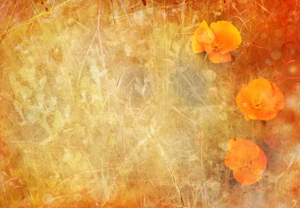 Oranžové květy máku v meadow.eschscholzia californica — Stock fotografie