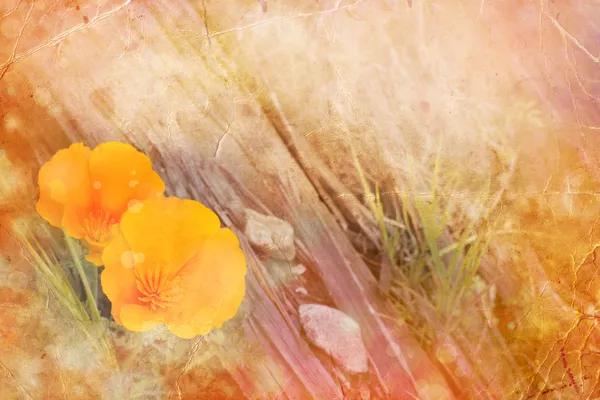 Meadow.eschscholzia californica turuncu haşhaş çiçeği. — Stok fotoğraf