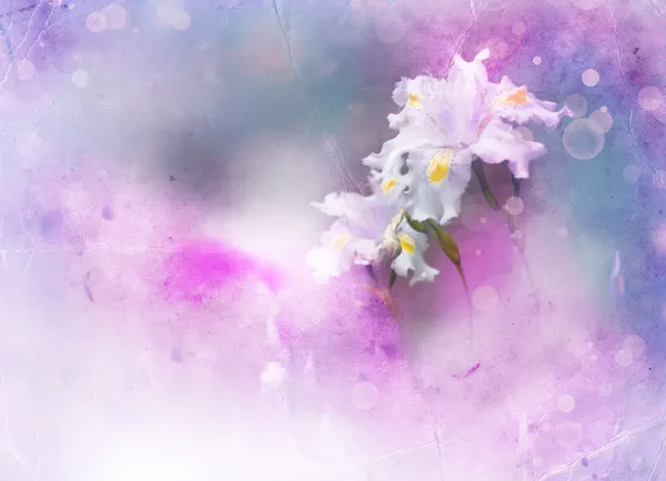 Weiße Irisblüte — Stockfoto