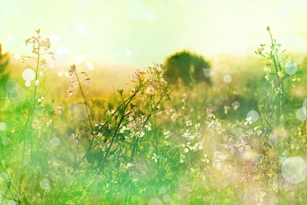 풀밭에 꽃입니다. 여름 배경 — 스톡 사진