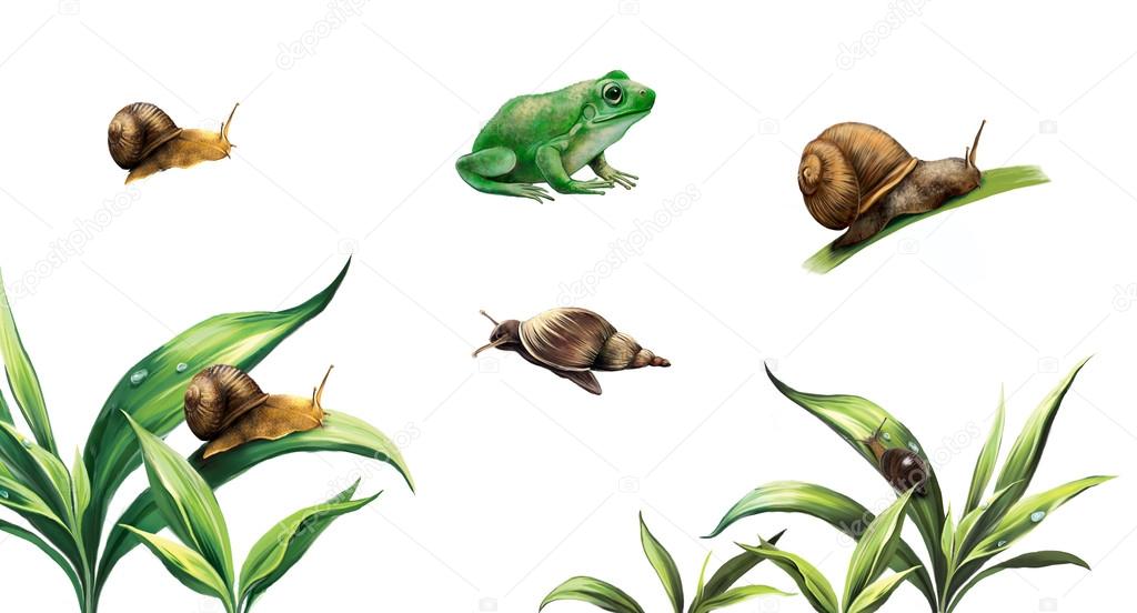 Snails on plants, Rana esculenta. Green (European or water) frog