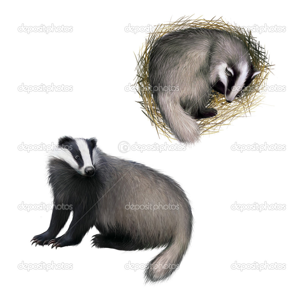 European badger sitting, sleepping badger