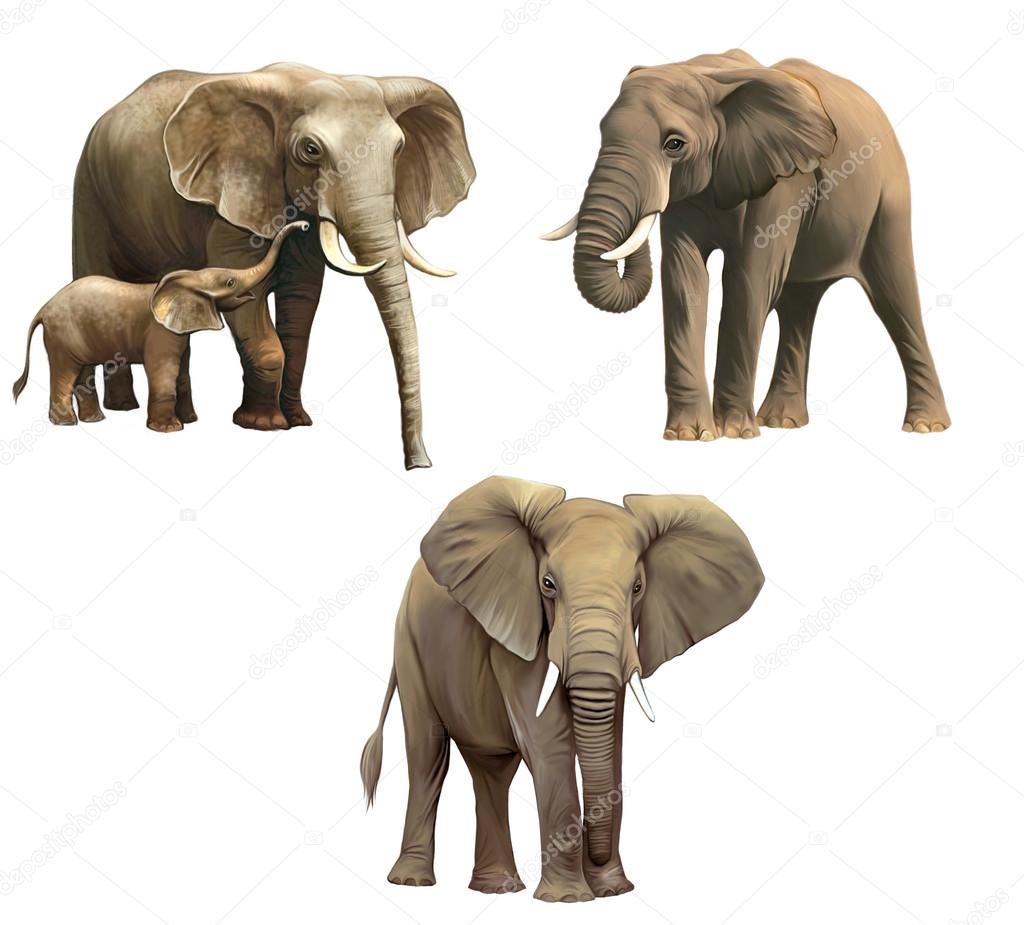 Elephants, Baby elephant, big adult African elephant Isolated on white background.