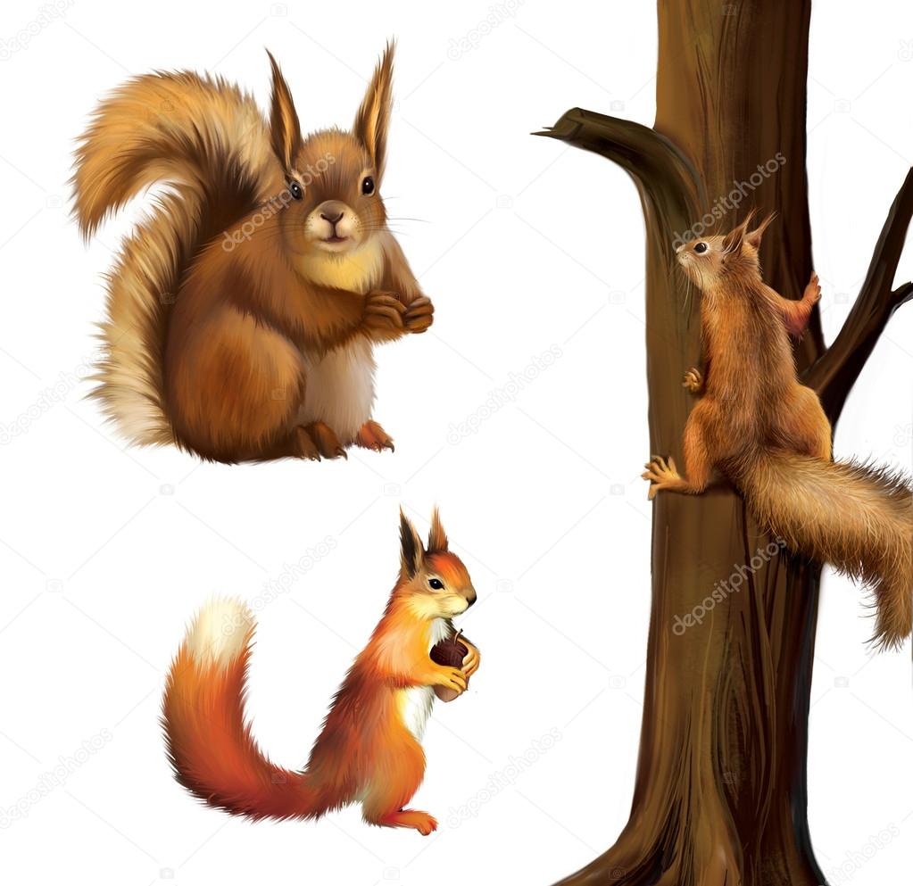 Eurasian Red squirrel with cane, Baby squirrel, Sciurus vulgaris (2 years) in front, Isolated on white background.
