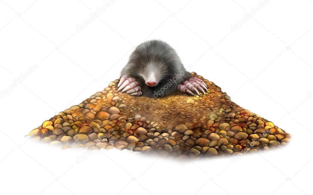 animal Mole in molehill showing claws