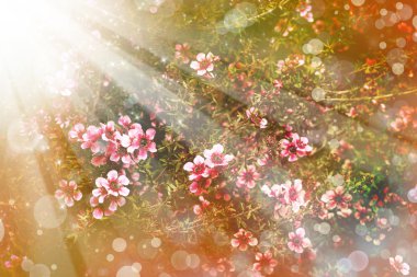 Japon kiraz - sakura. ağaç bloom