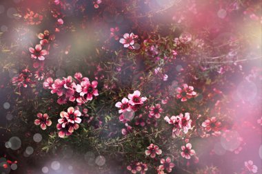 Japon kiraz - sakura. ağaç bloom