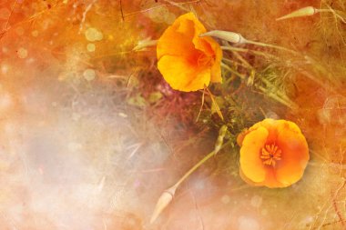 meadow.eschscholzia californica turuncu haşhaş çiçeği.
