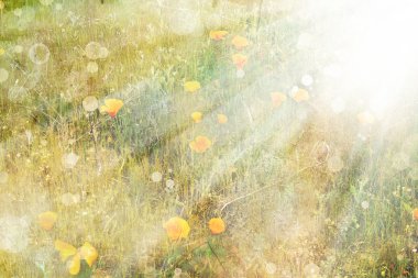 meadow.eschscholzia californica turuncu haşhaş çiçeği.