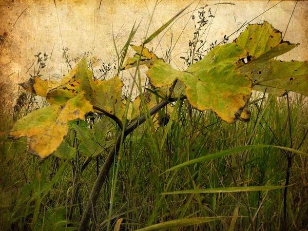 Hierba con hojas grandes. Meadow. Fondo grunge —  Fotos de Stock